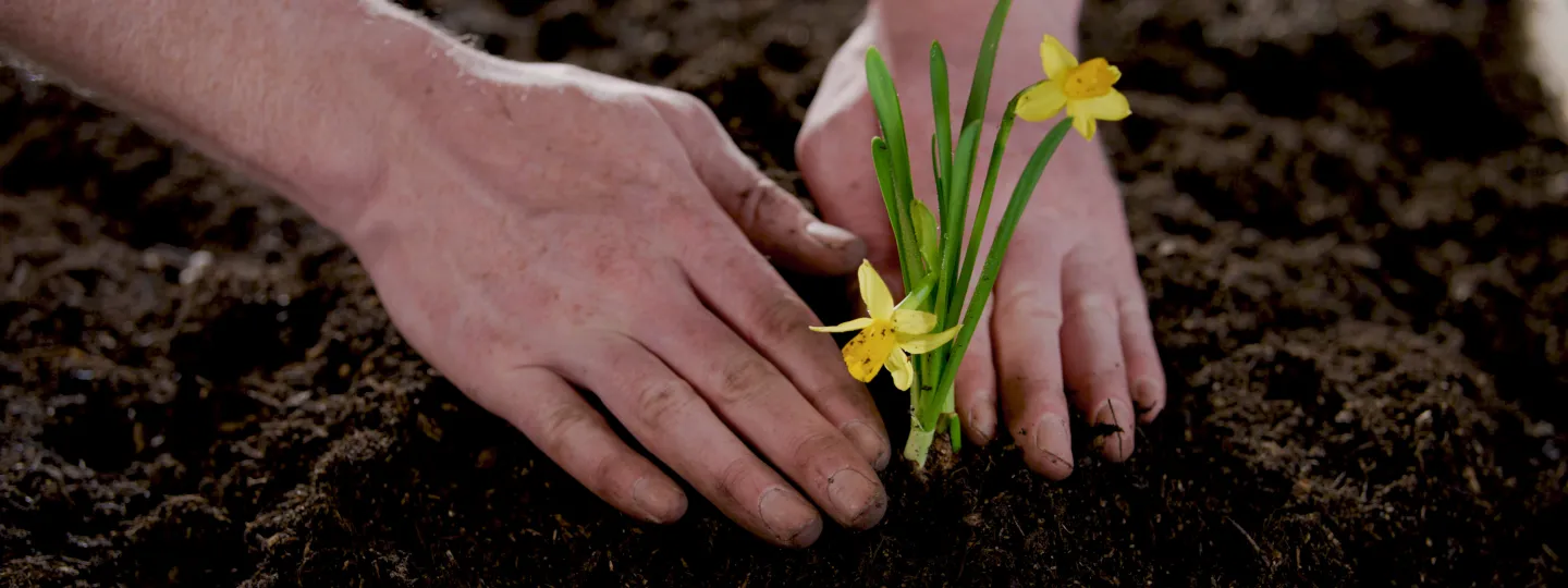 Hand pflanzt Blume in Erde