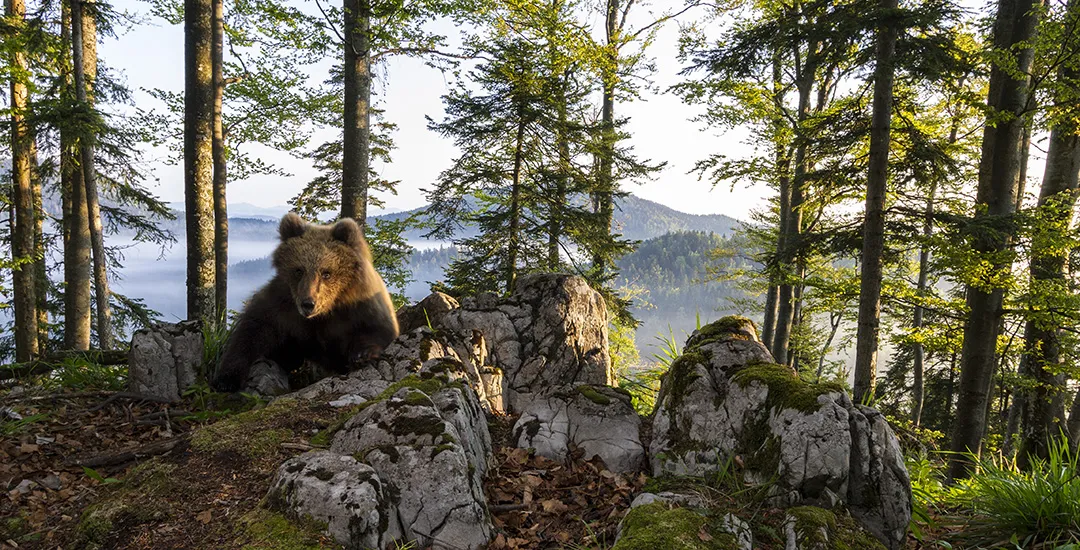 Wilder Bär im Wald
