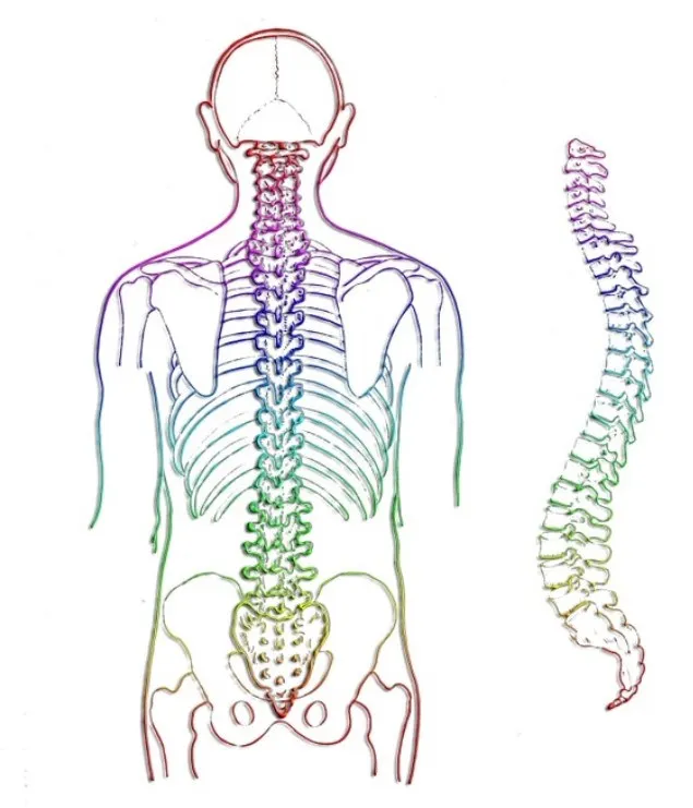 spine-257870_960_720